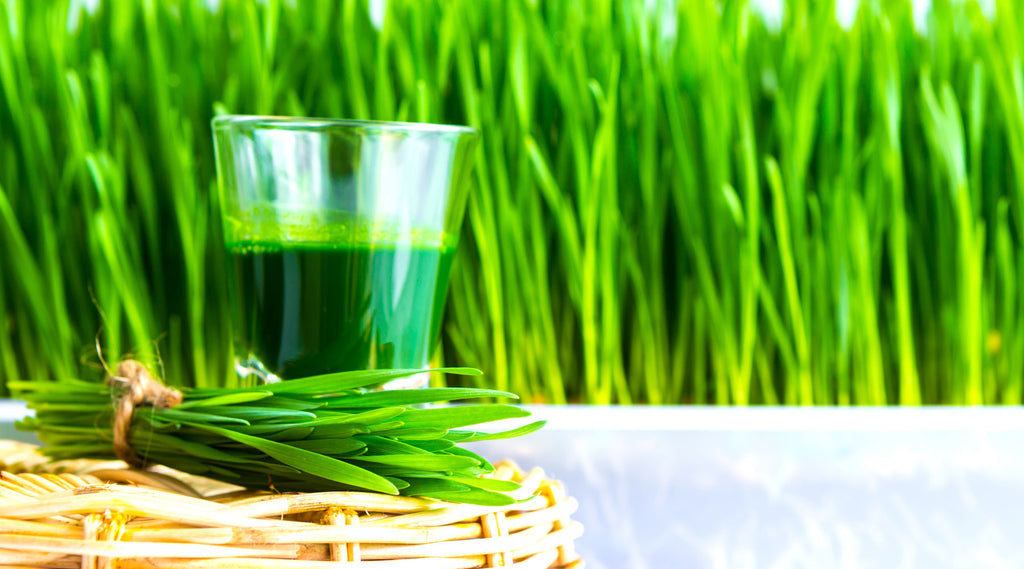 Boost your Immune system with Wheatgrass